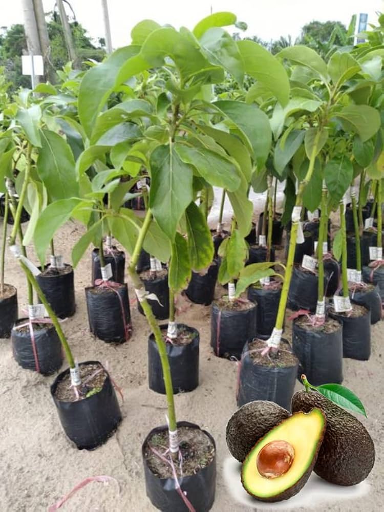 Plántula Injertada de Aguacate Hass